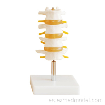 Modelo de estructura de vértebra lumbar